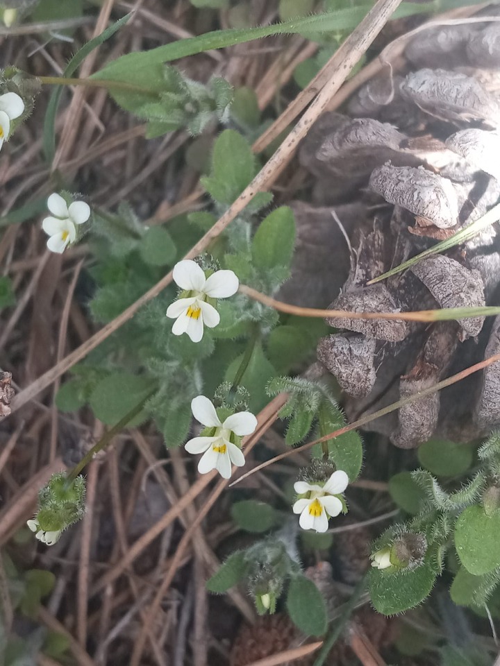 Viola parvula 