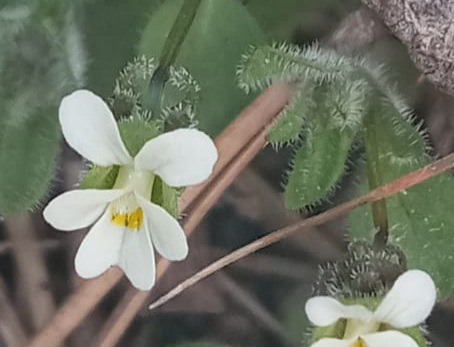 Viola parvula 