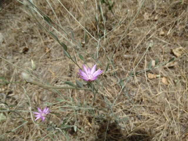 Xeranthemum inapertum 