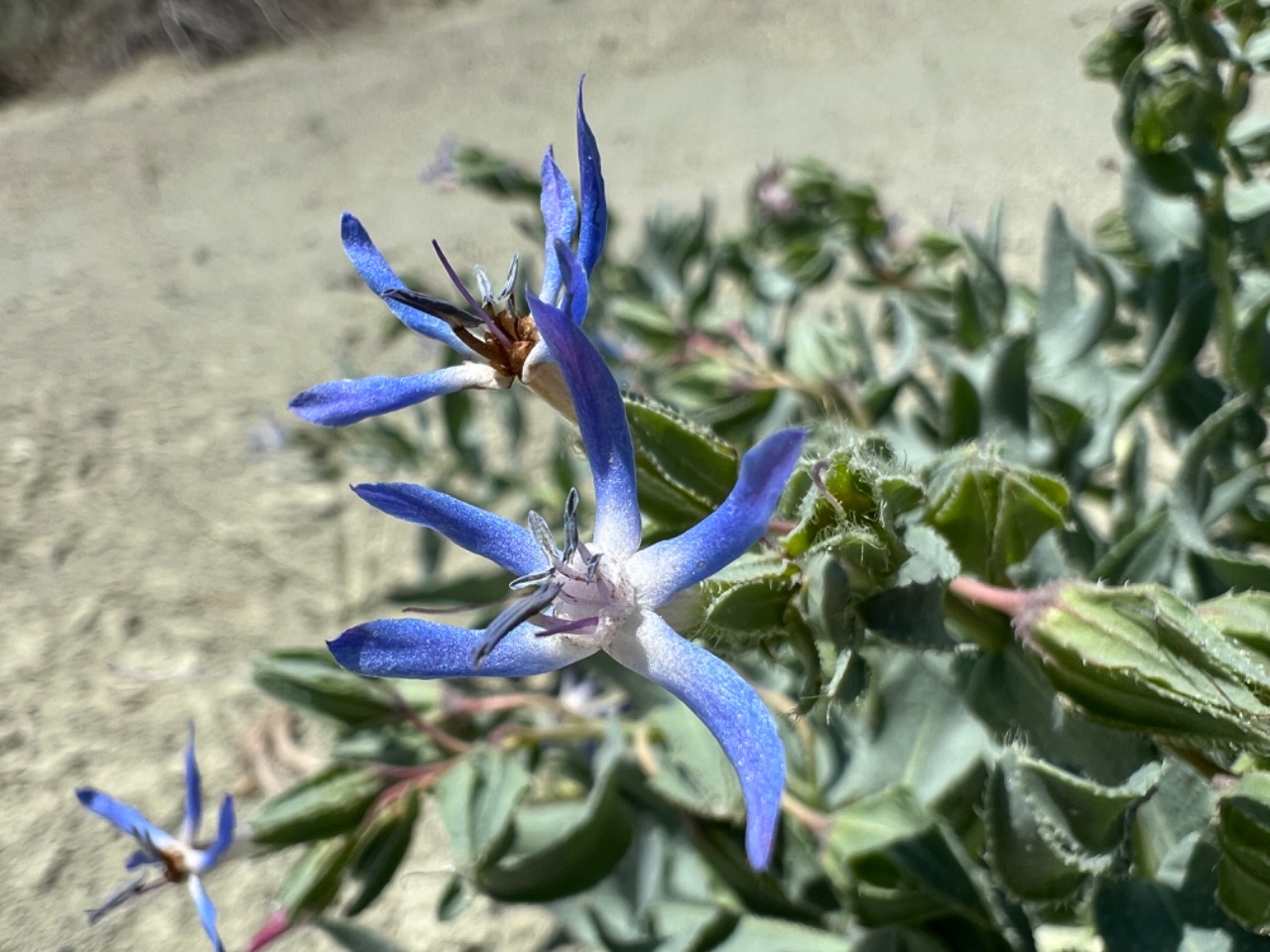 Caccinia macranthera var. crassifolia 