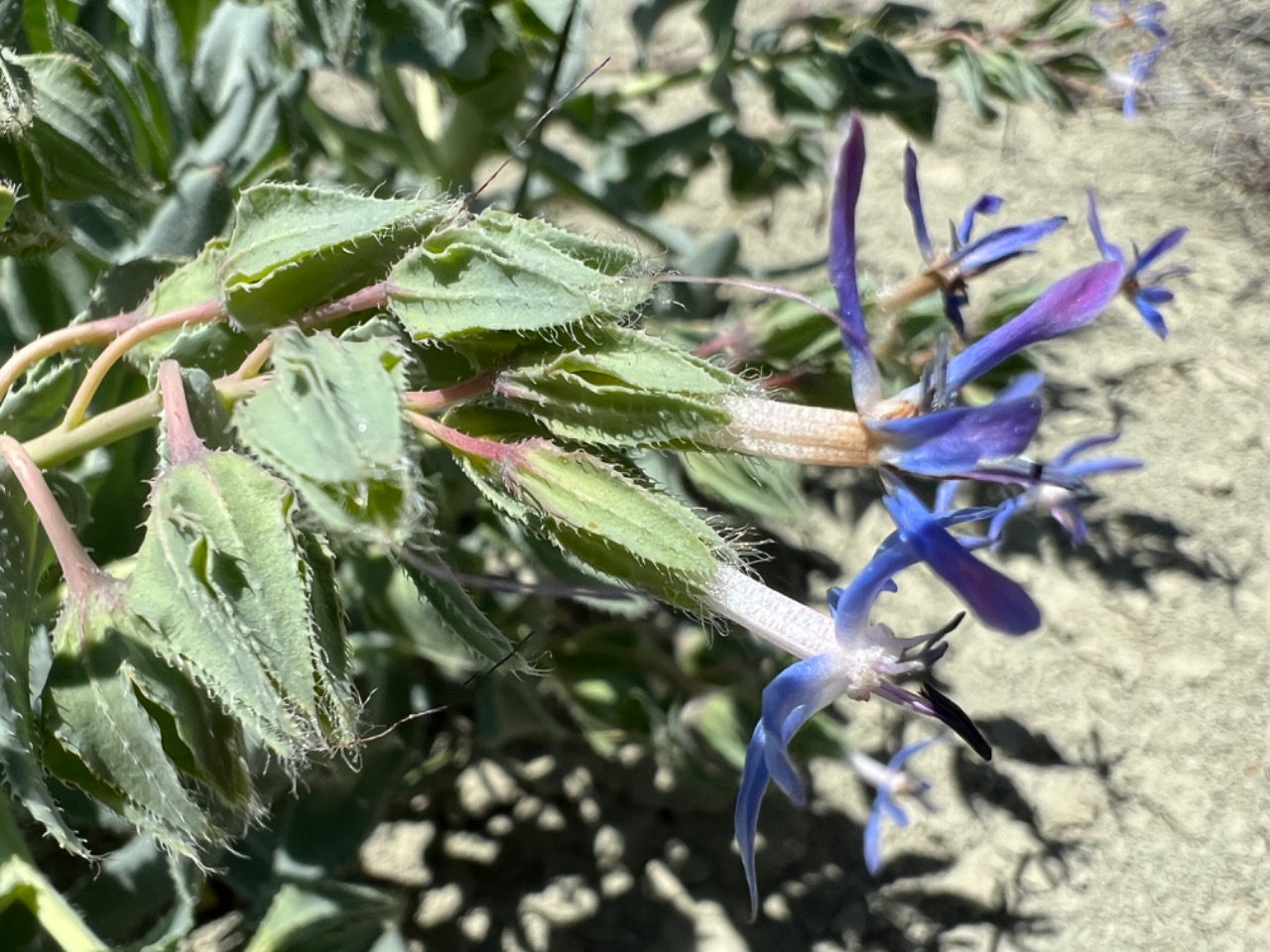 Caccinia macranthera var. crassifolia 