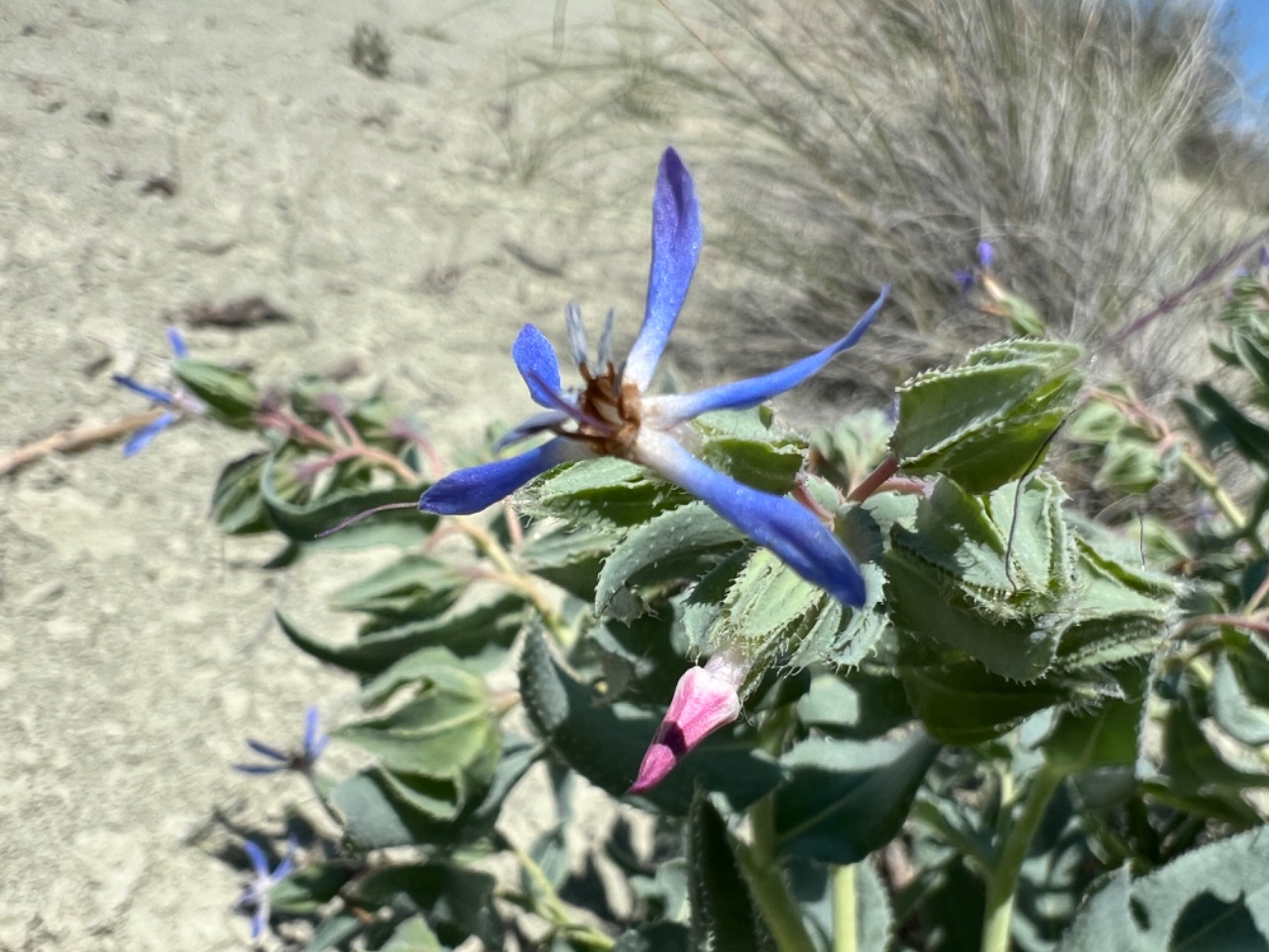 Caccinia macranthera var. crassifolia 