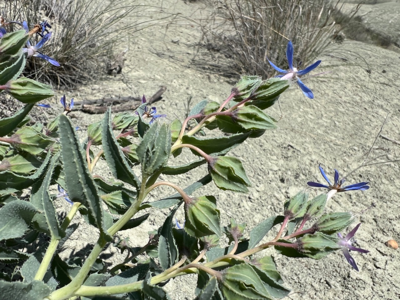 Caccinia macranthera var. crassifolia 