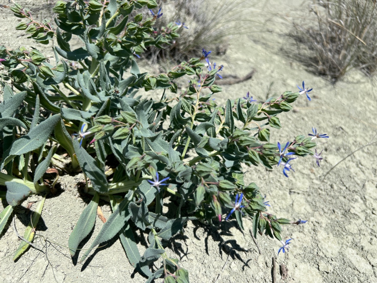 Caccinia macranthera var. crassifolia 