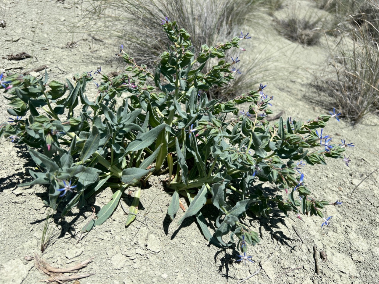 Caccinia macranthera var. crassifolia 