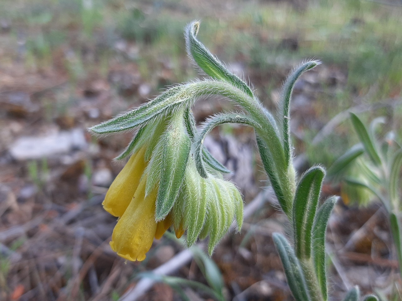 Onosma taurica var. brevifolia 