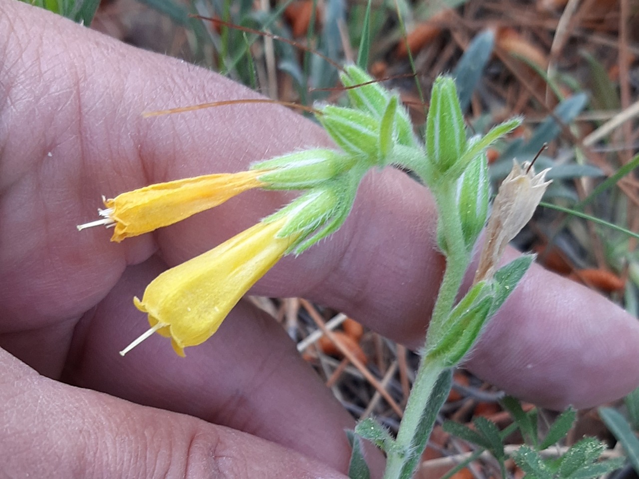 Onosma taurica var. brevifolia 