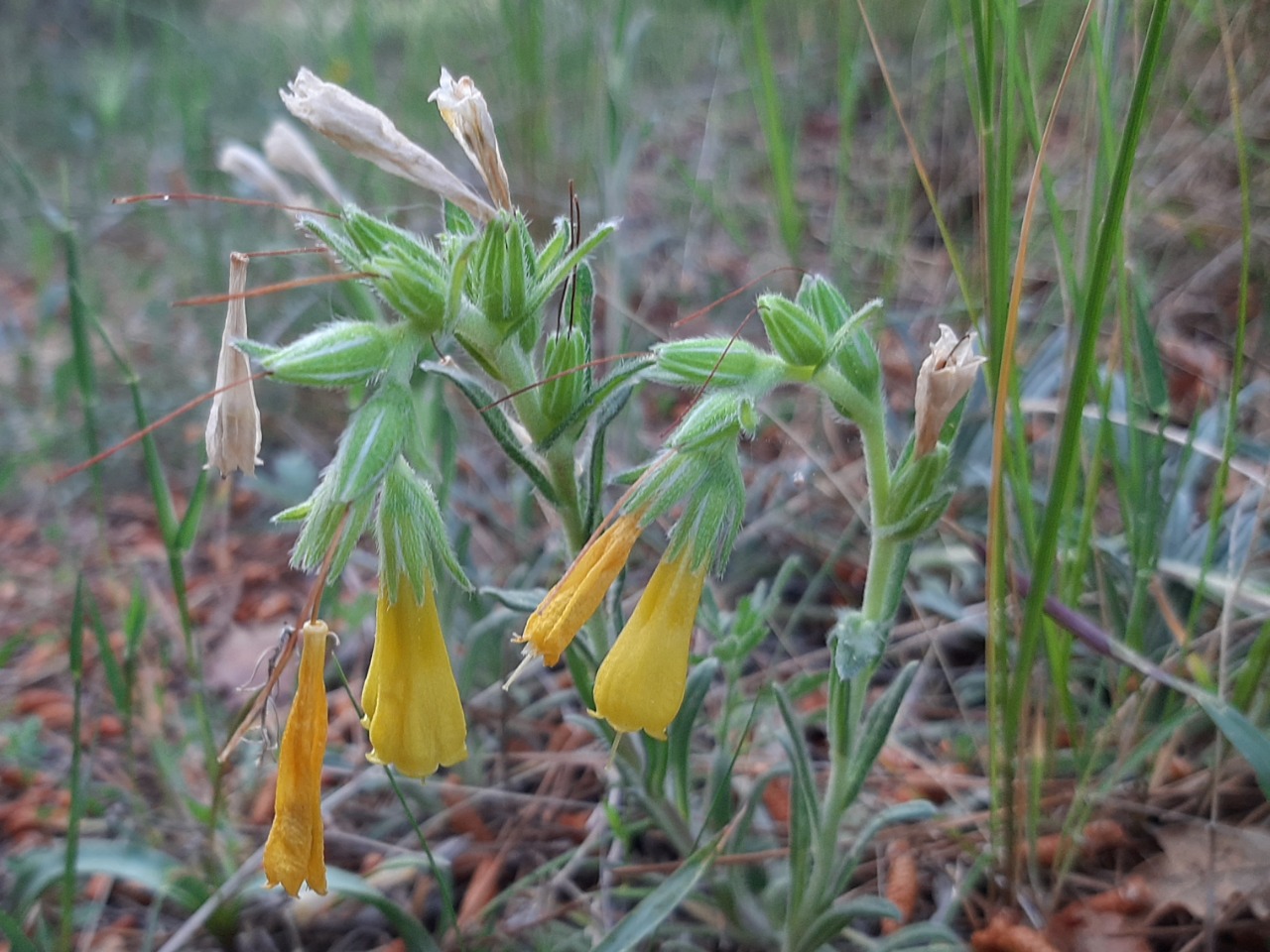 Onosma taurica var. brevifolia 