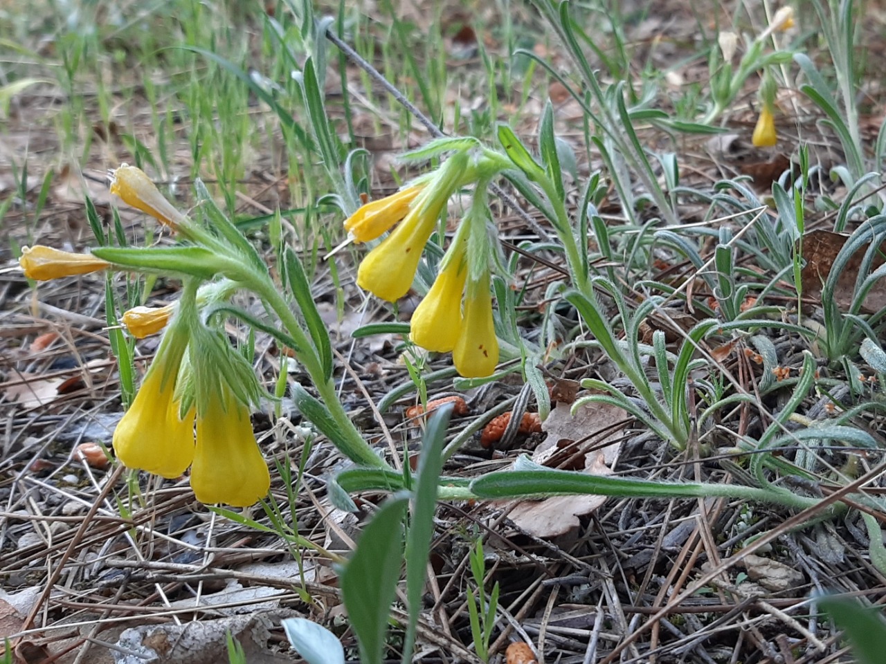 Onosma taurica var. brevifolia 