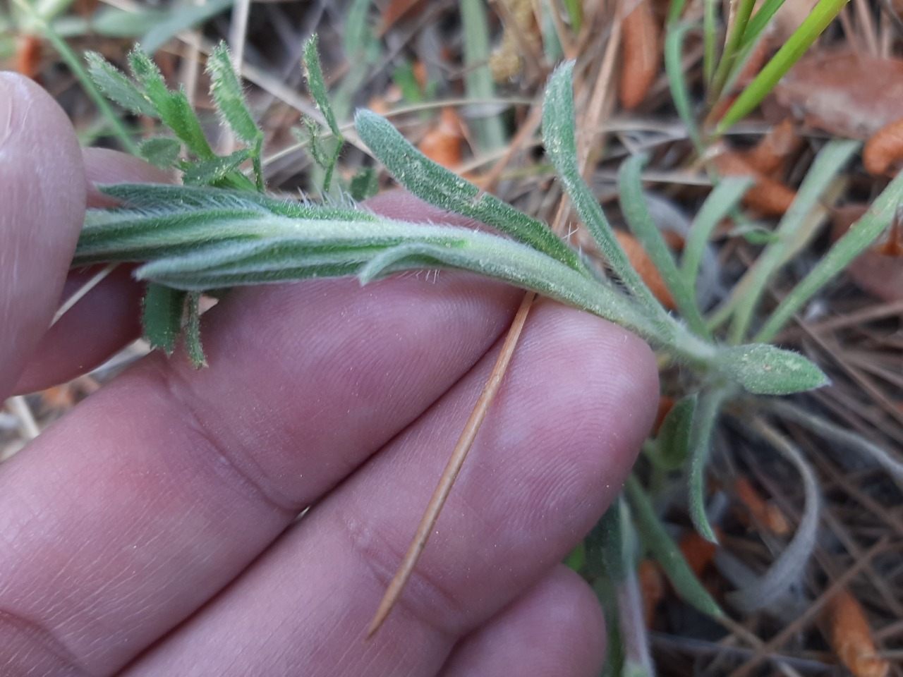 Onosma taurica var. brevifolia 