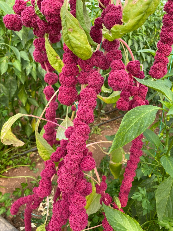 Amaranthus caudatus