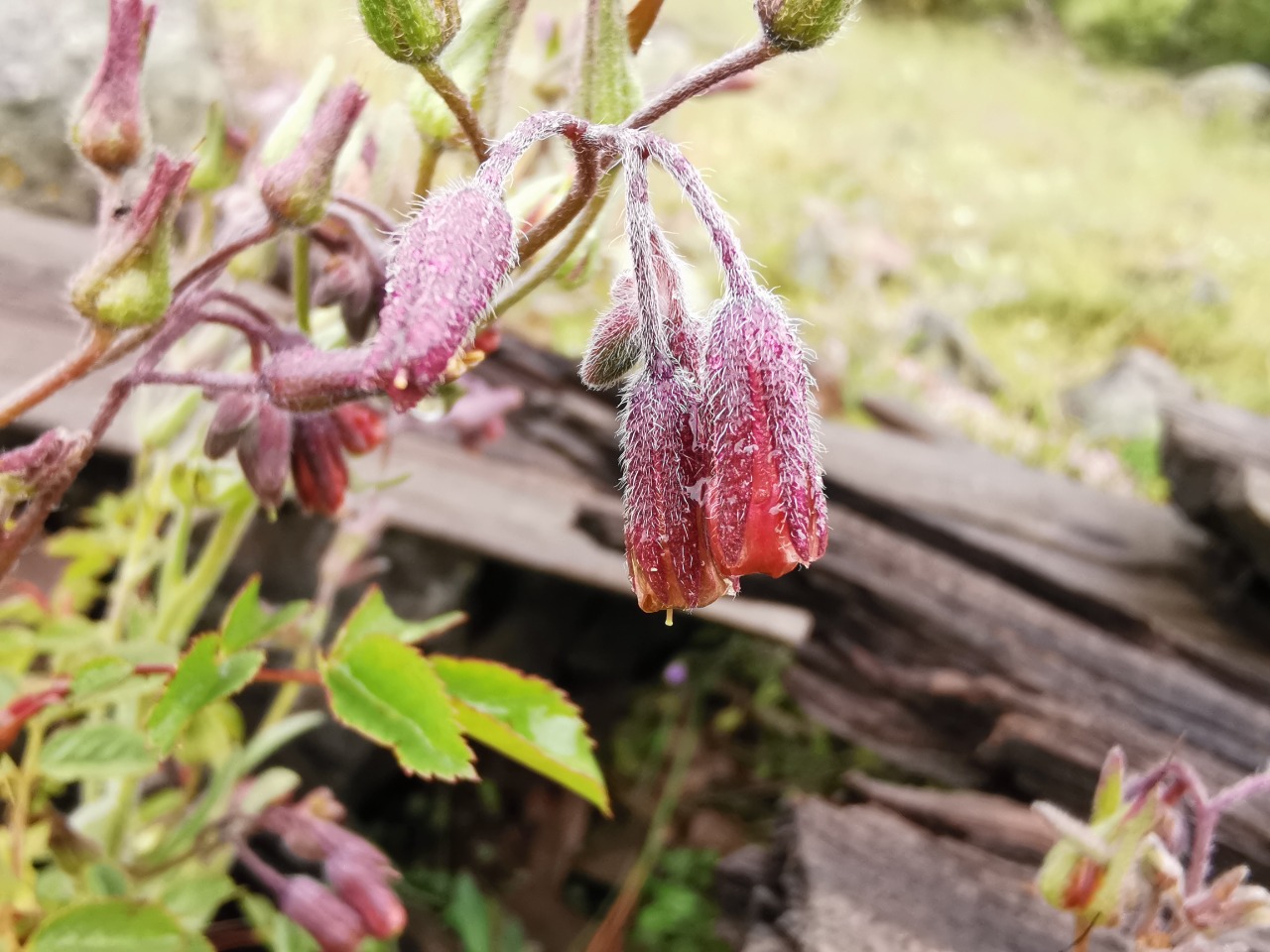 Mattiastrum leptophyllum