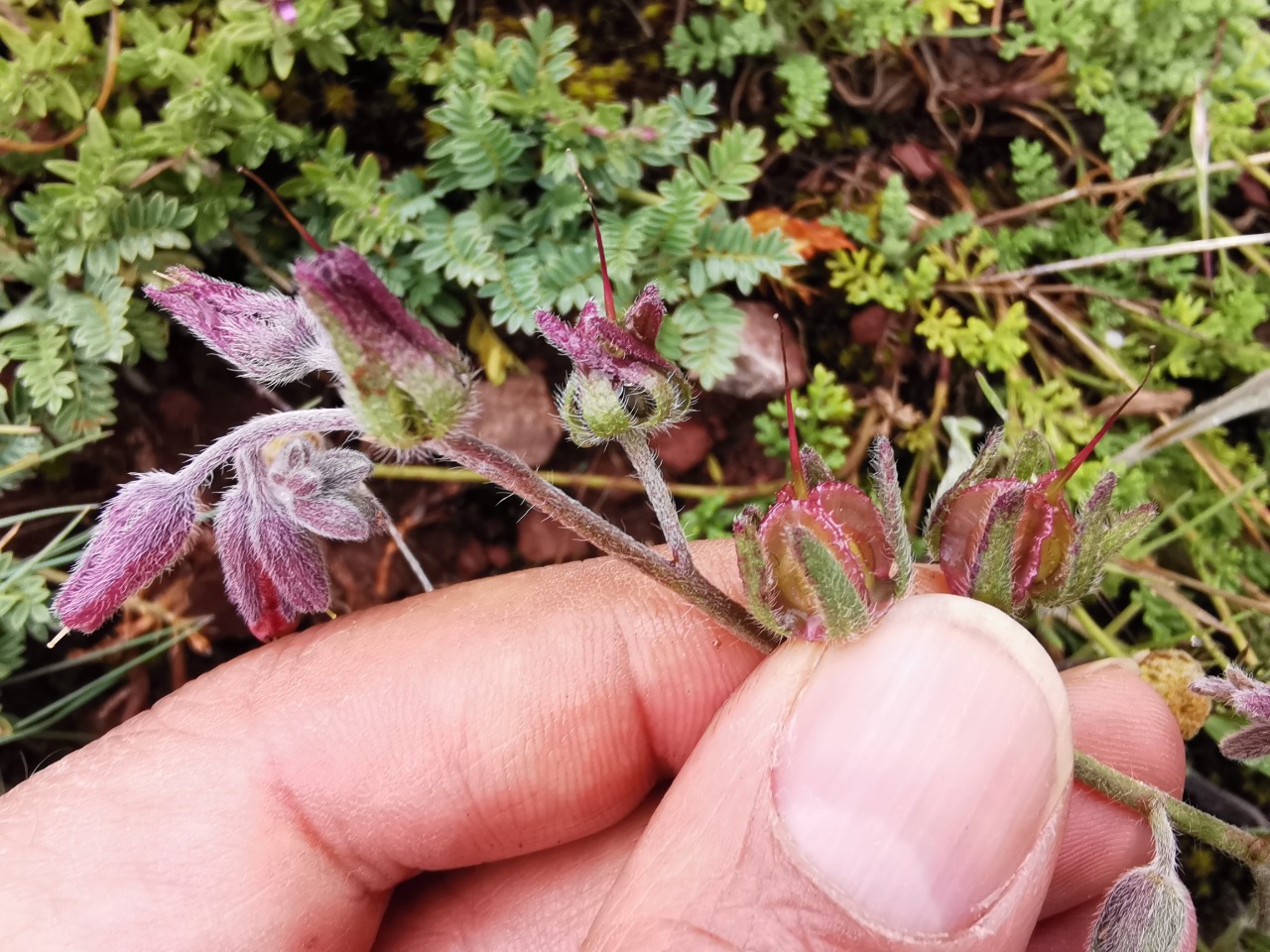 Mattiastrum leptophyllum