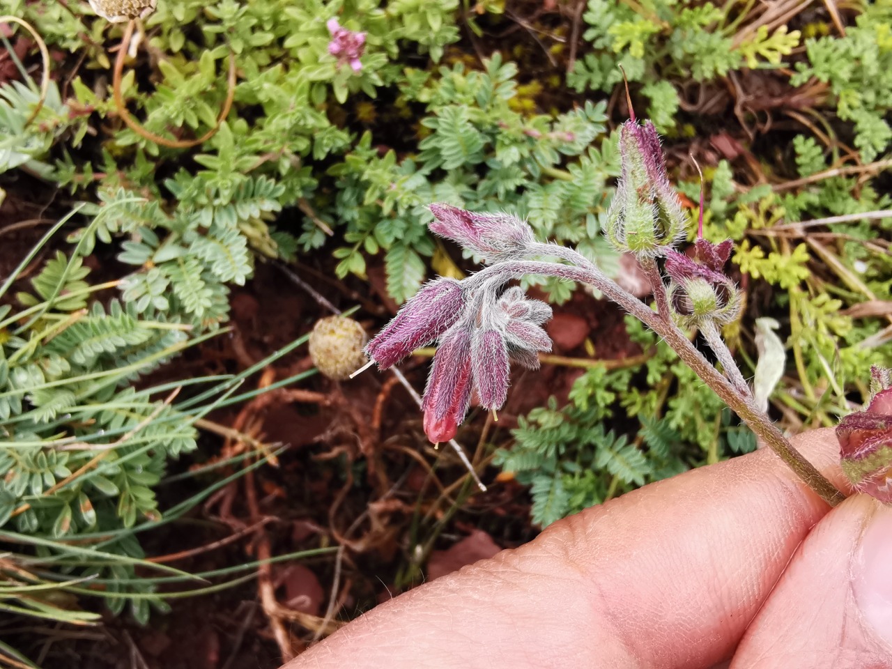 Mattiastrum leptophyllum