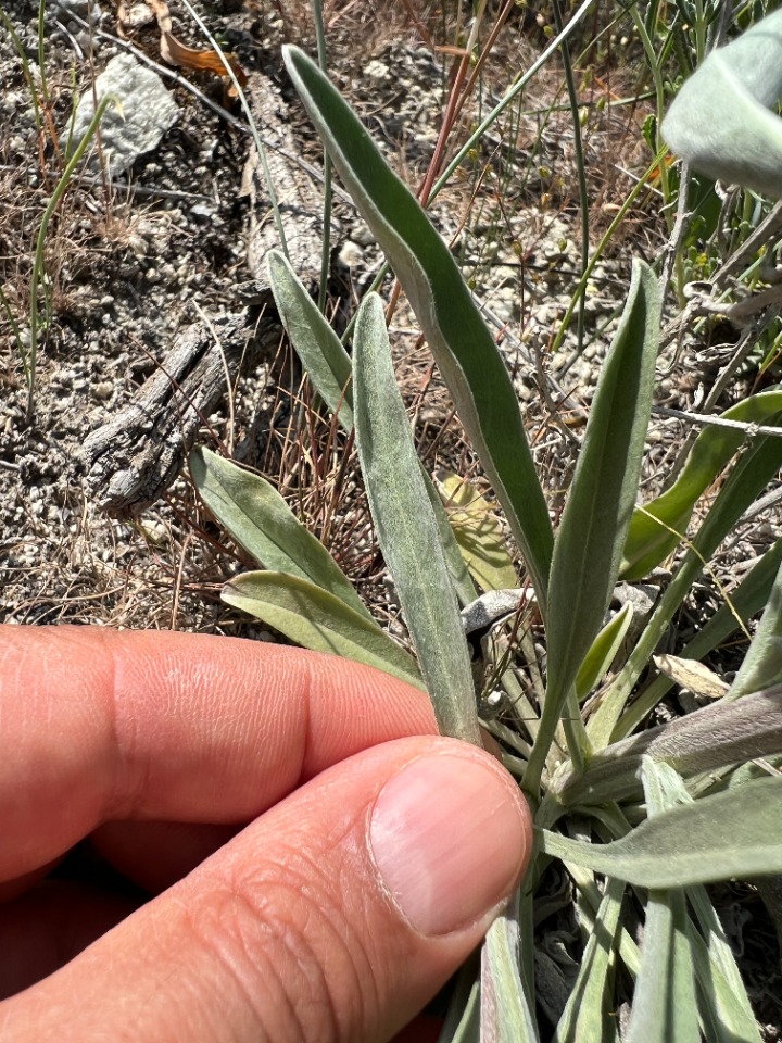 Mattiastrum corymbiforme