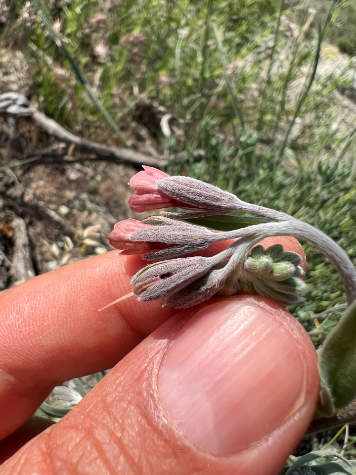 Mattiastrum corymbiforme