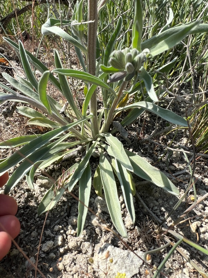 Mattiastrum corymbiforme