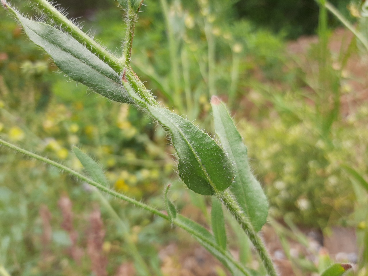 Mattiastrum cristatum