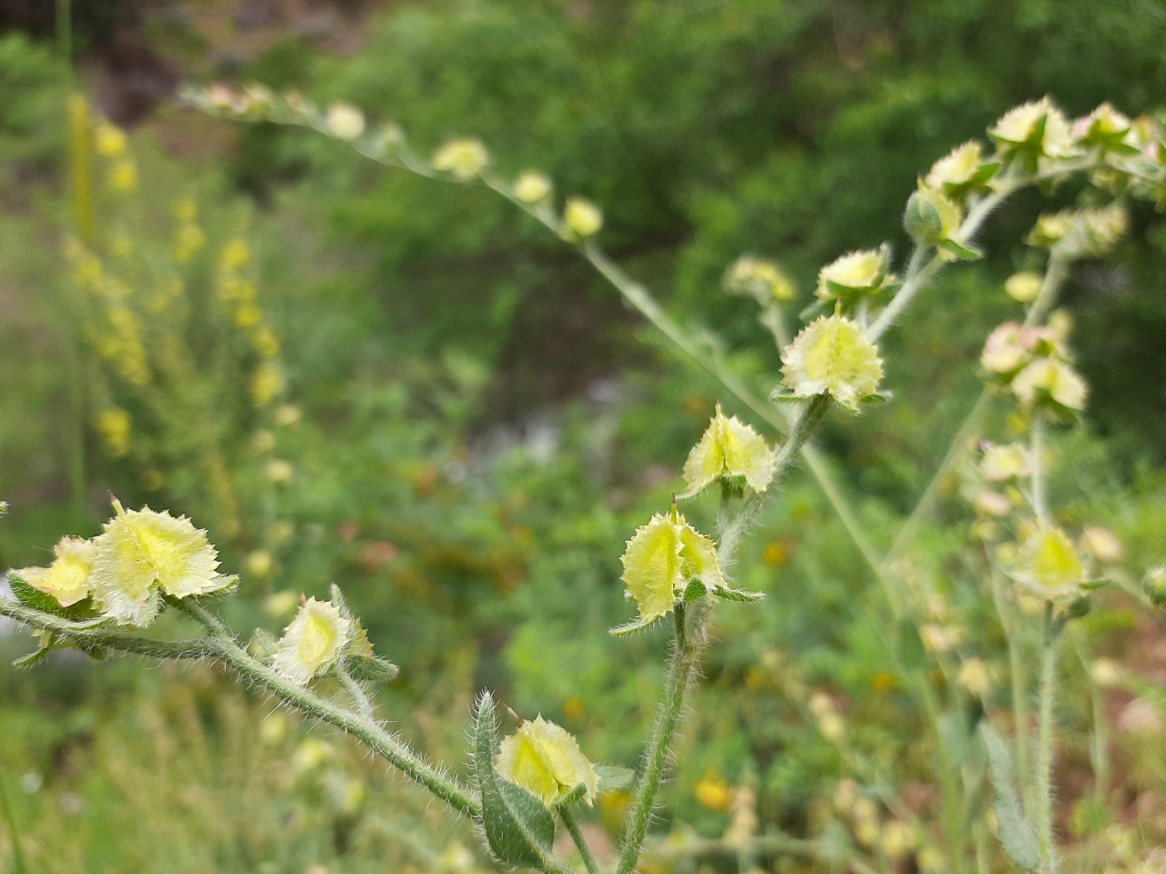 Mattiastrum cristatum