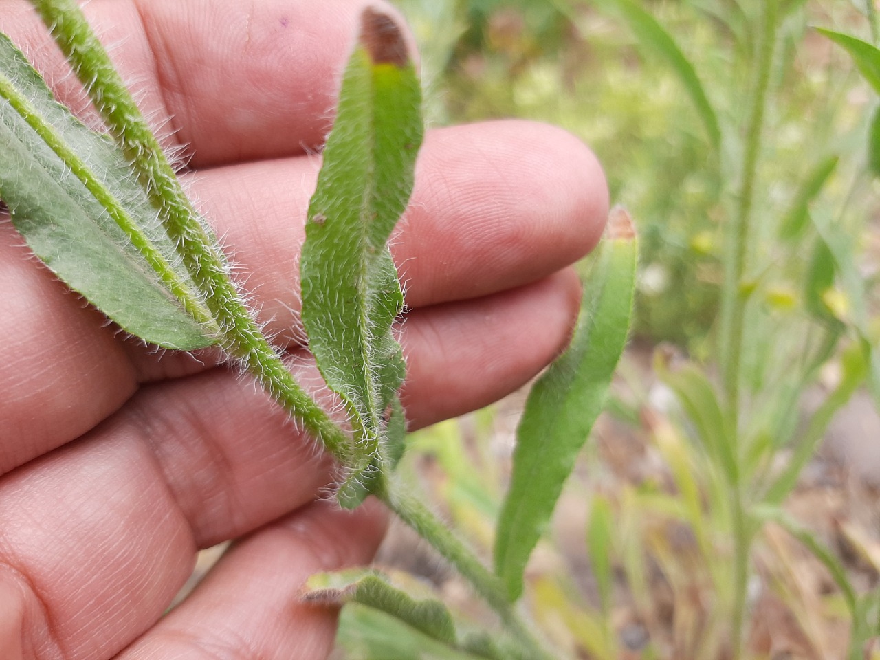 Mattiastrum cristatum