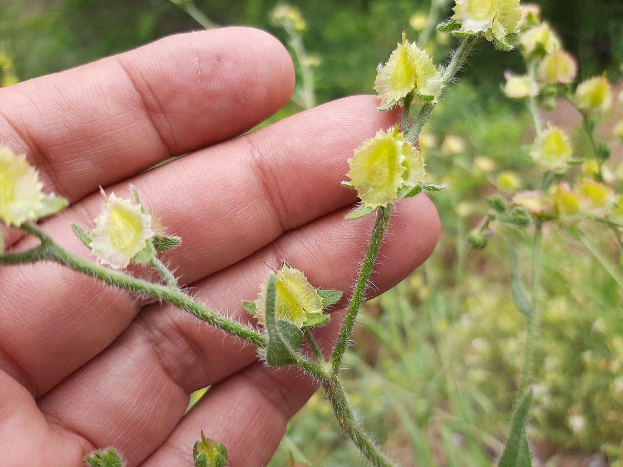 Mattiastrum cristatum