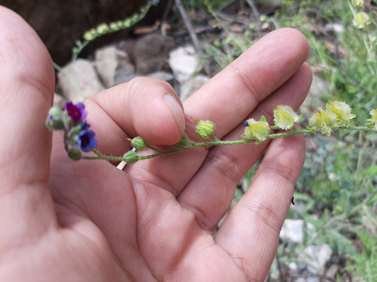 Mattiastrum cristatum