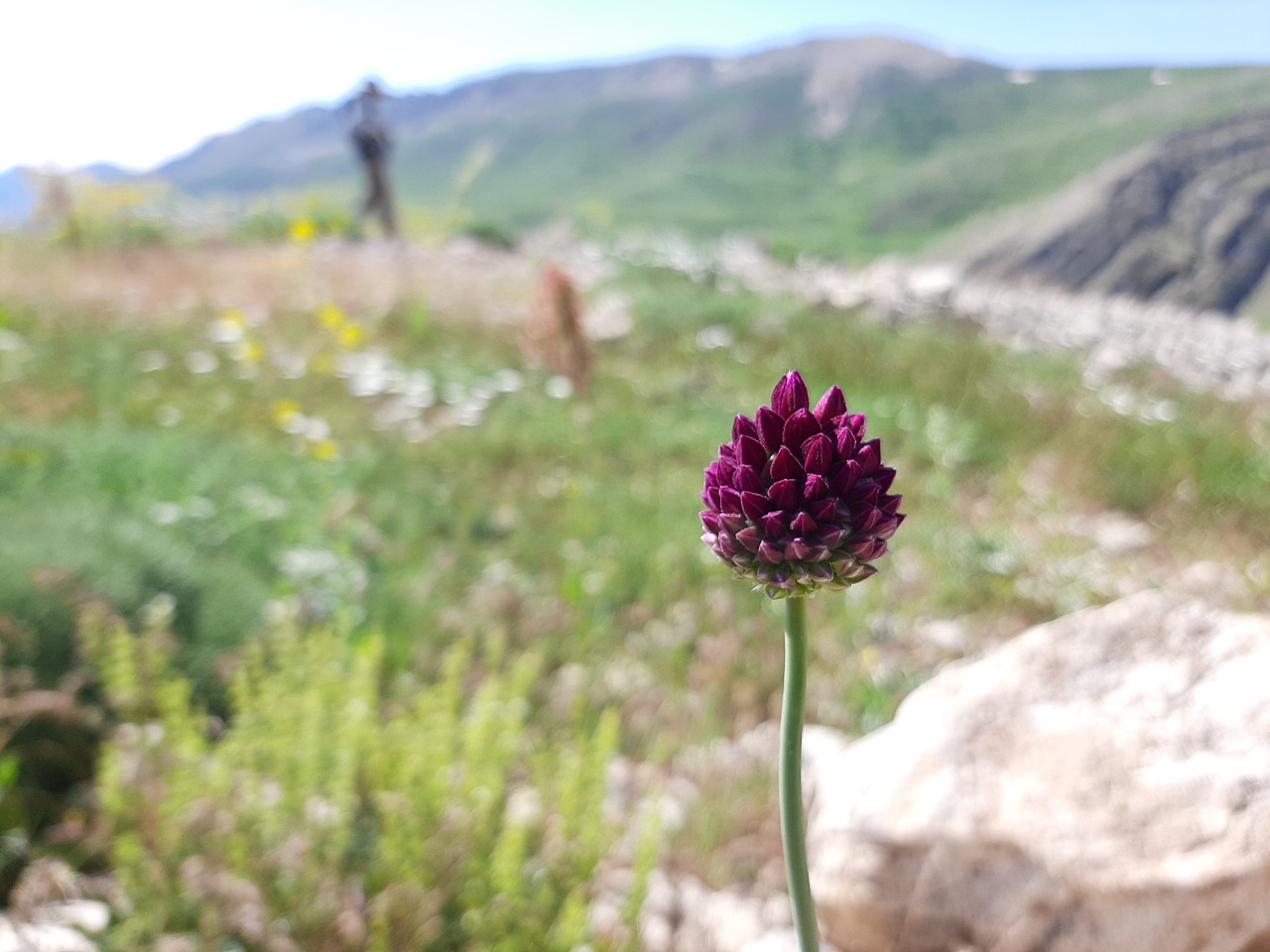 Allium rotundum