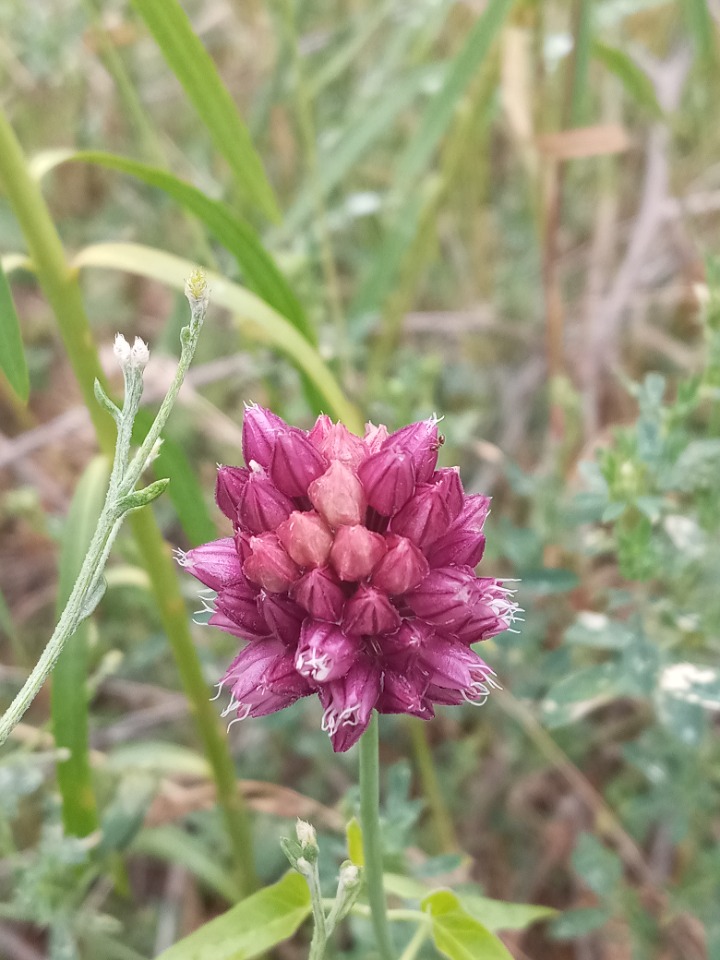 Allium rotundum