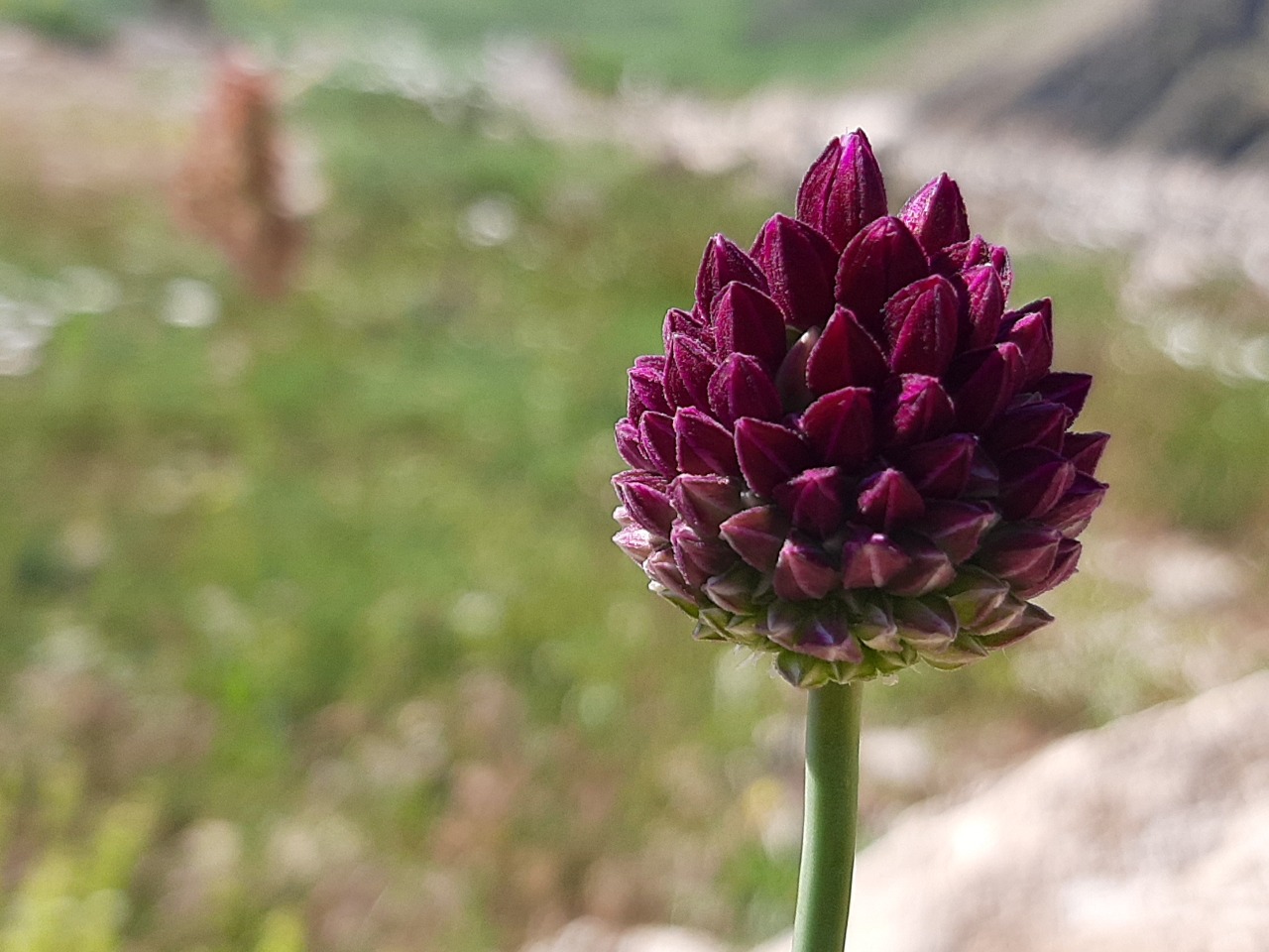 Allium rotundum