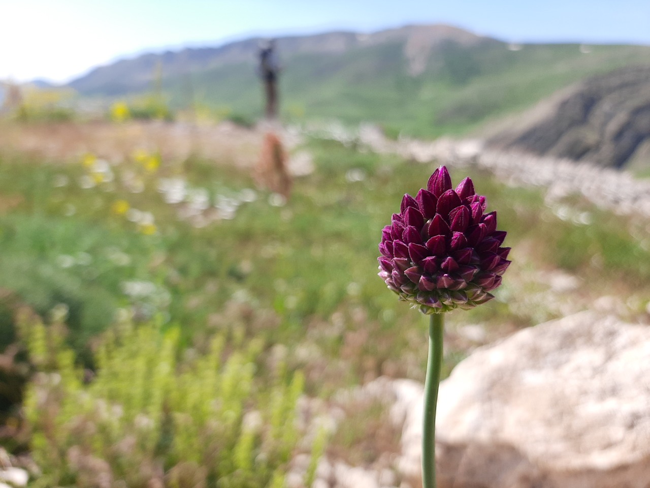 Allium rotundum