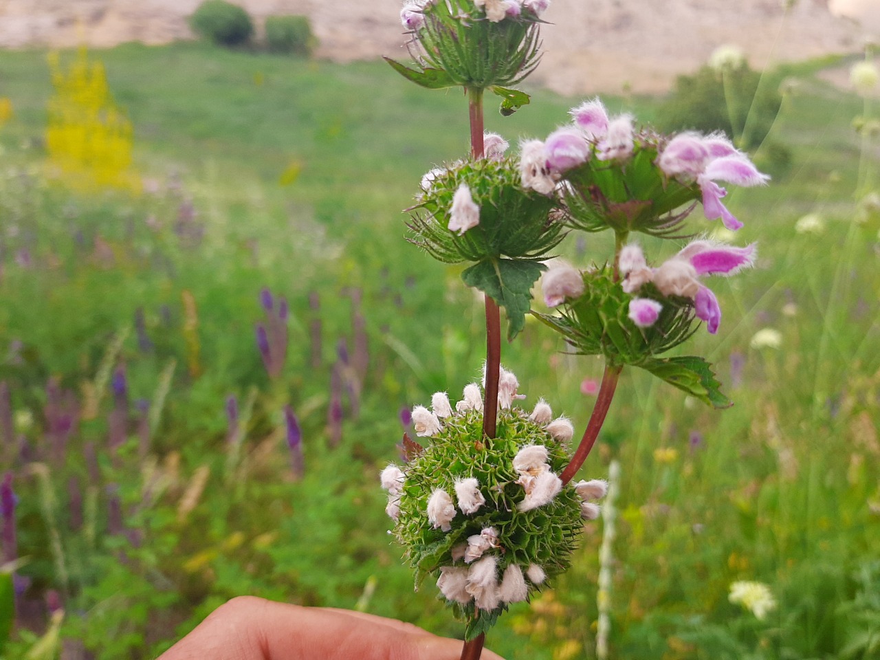 Phlomoides tuberosa