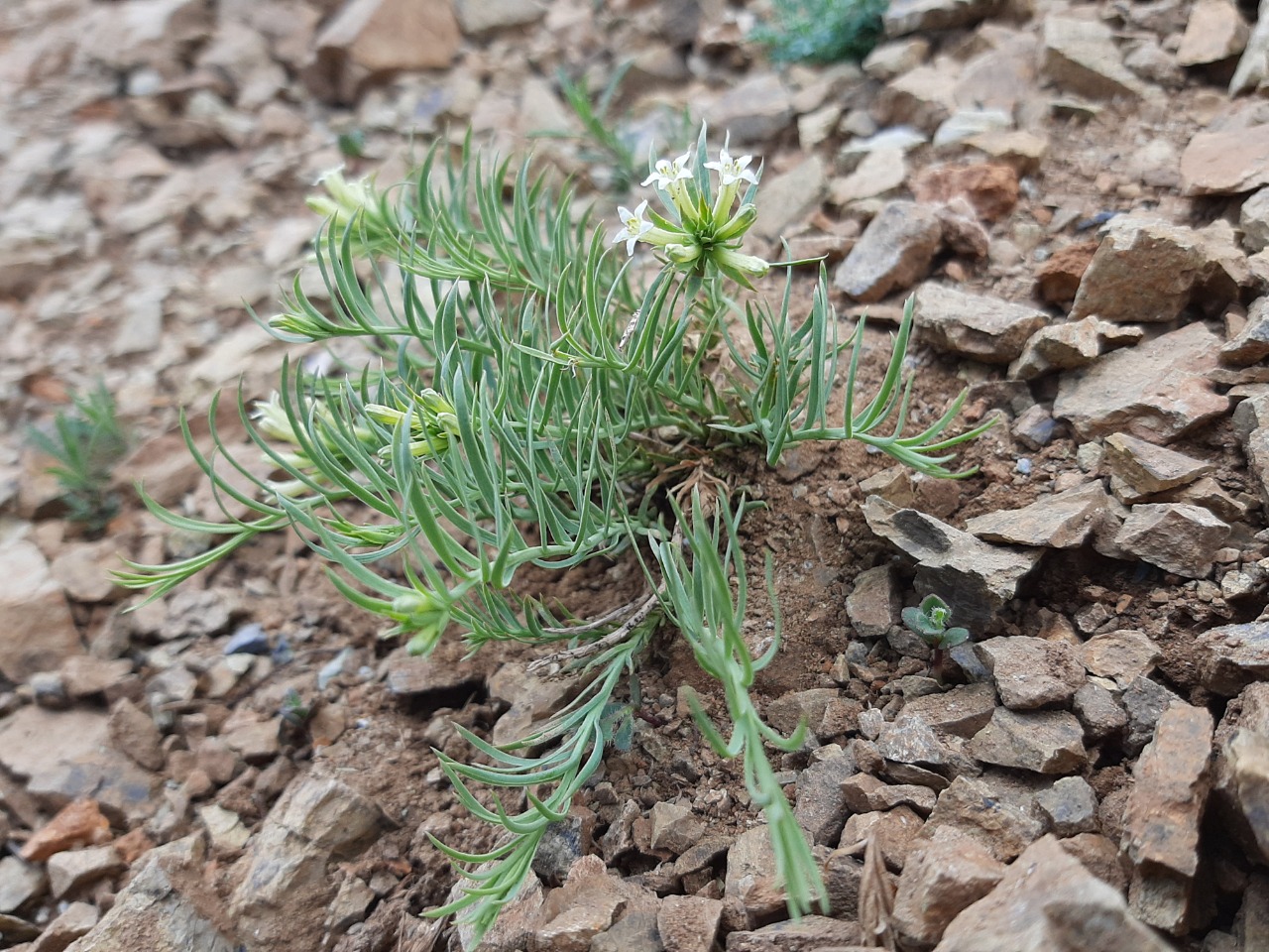 Thesium aureum