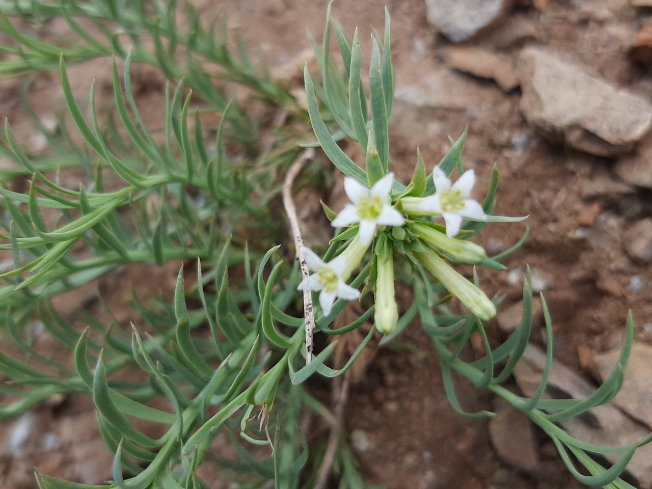Thesium aureum