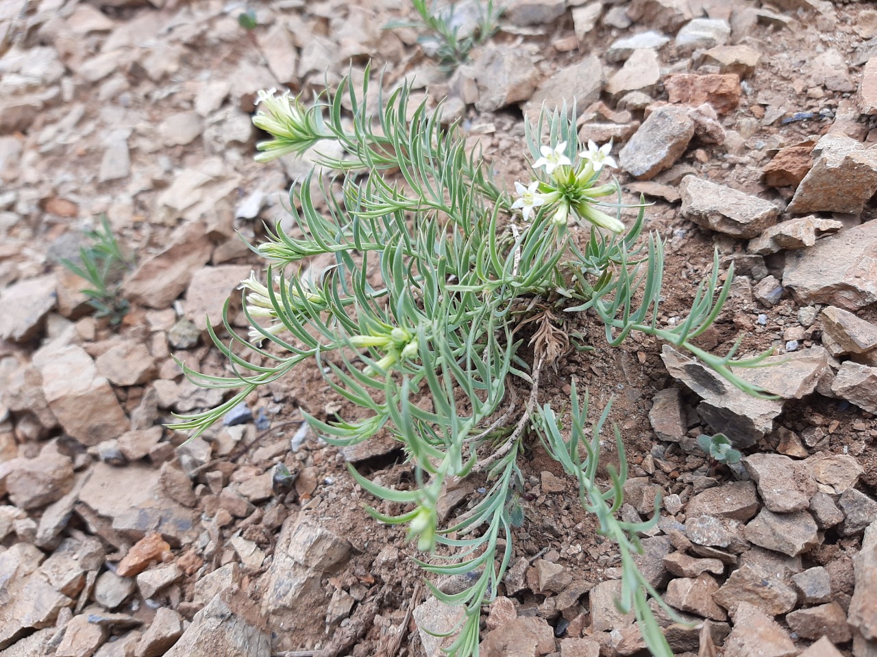Thesium aureum