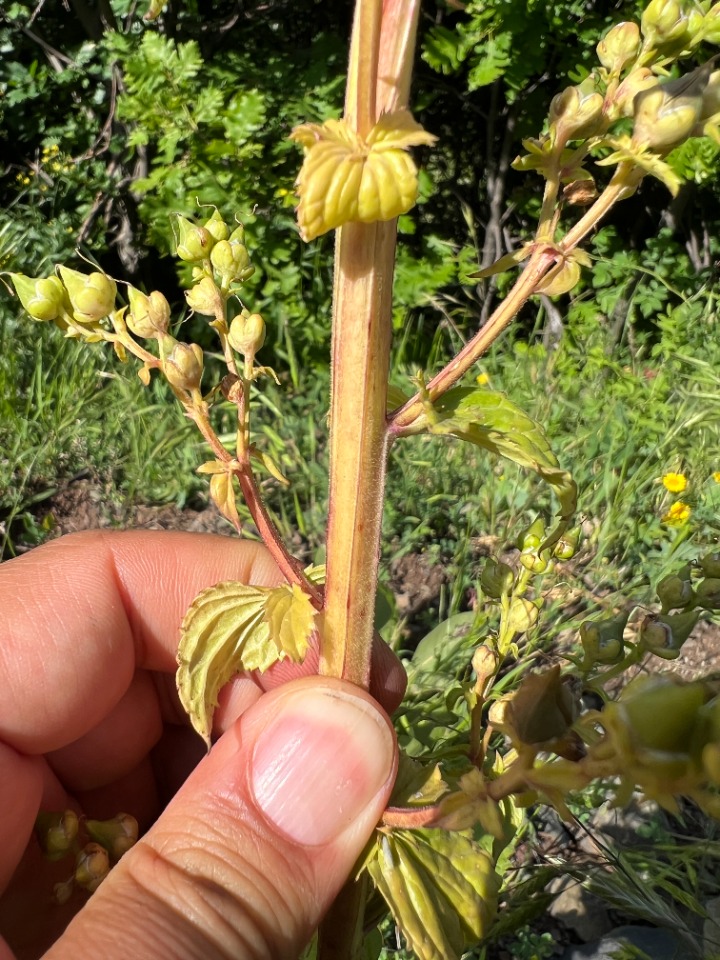 Scrophularia ilwensis