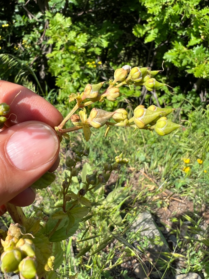 Scrophularia ilwensis