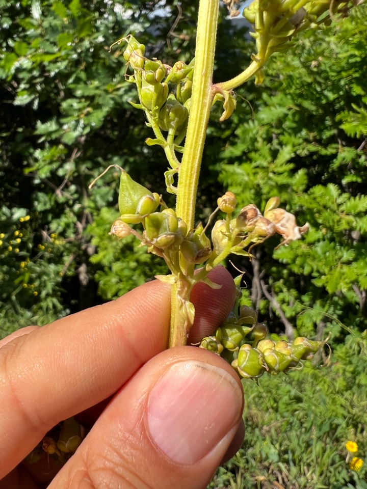 Scrophularia ilwensis