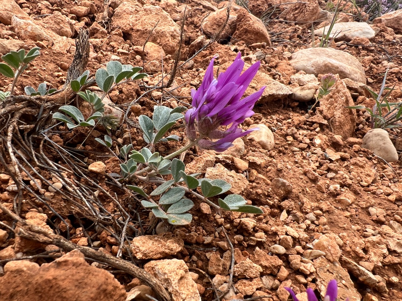 Astragalus melitenensis