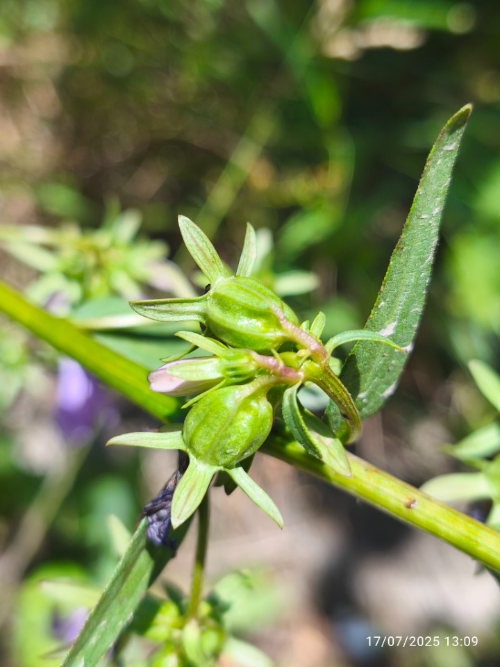 Campanula rapunculoides subsp. cordifolia