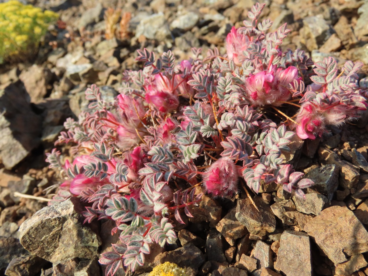 Astragalus pennatulus