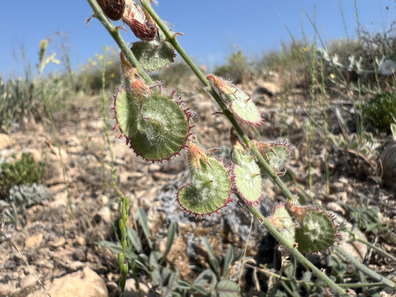 Onobrychis cappadocica