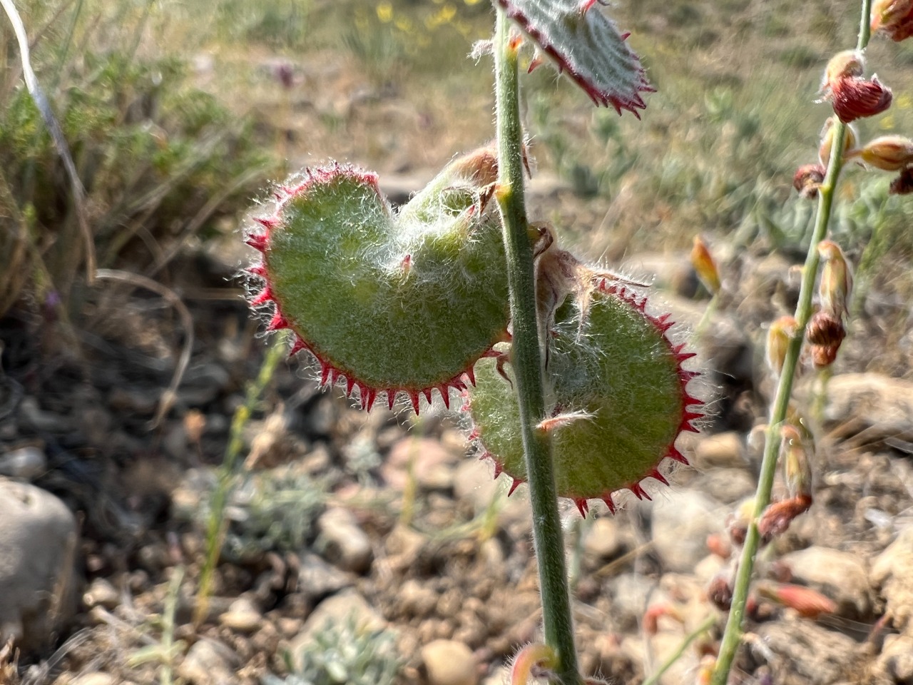 Onobrychis cappadocica