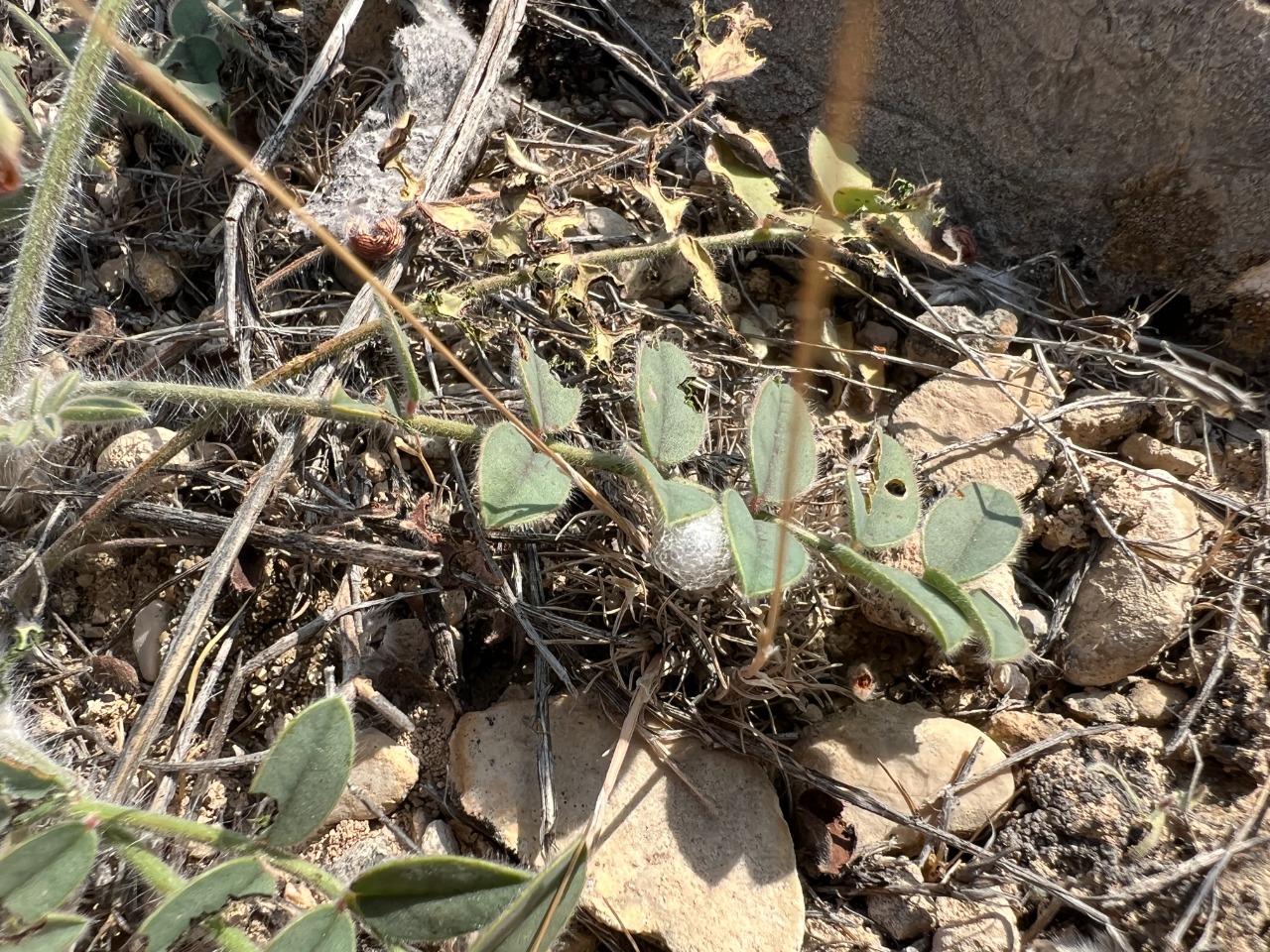 Onobrychis cappadocica