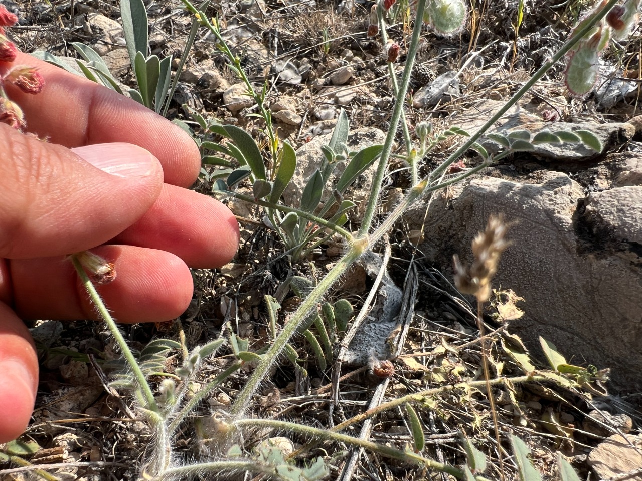 Onobrychis cappadocica