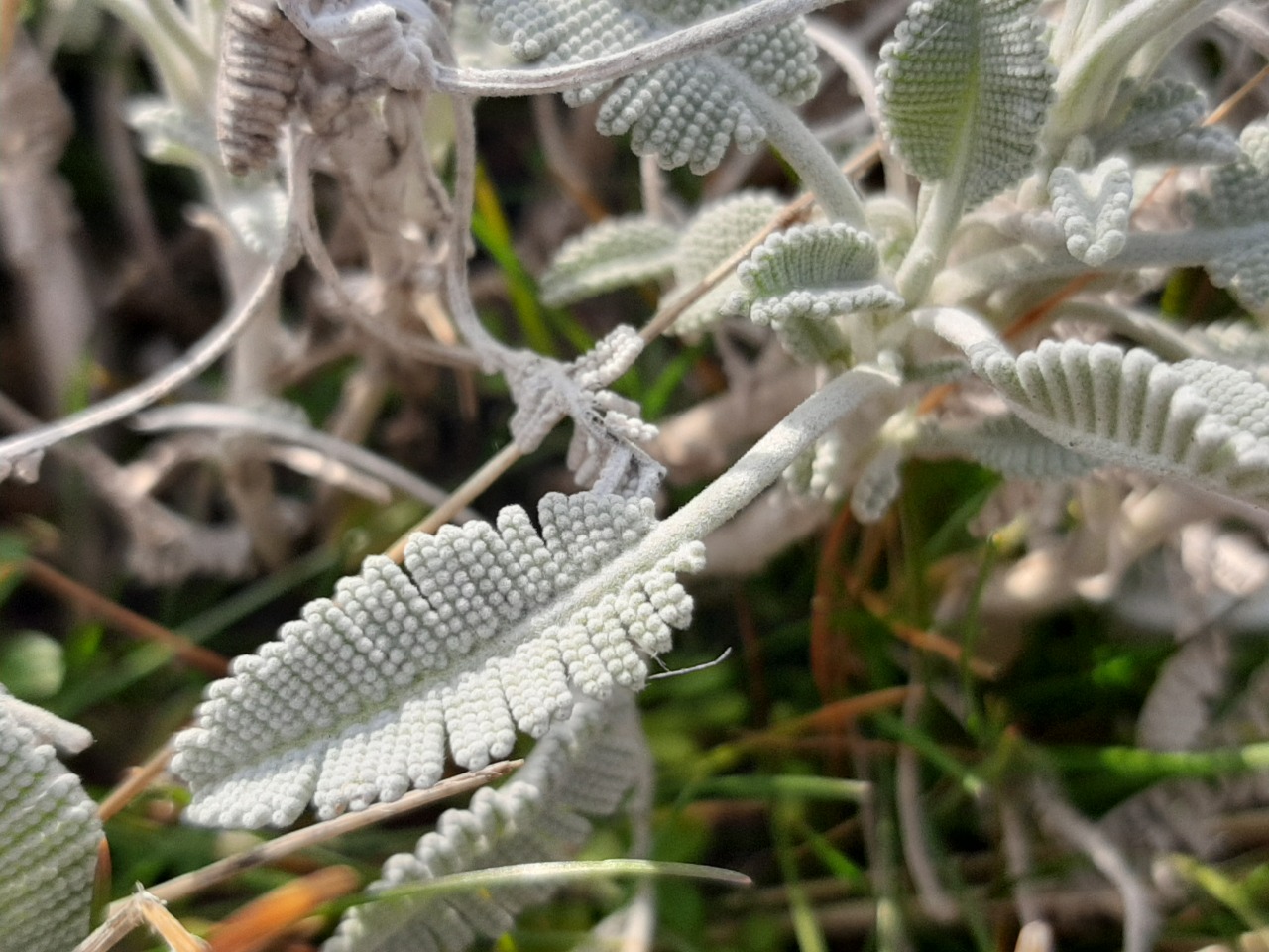 Tanacetum densum subsp. sivasicum