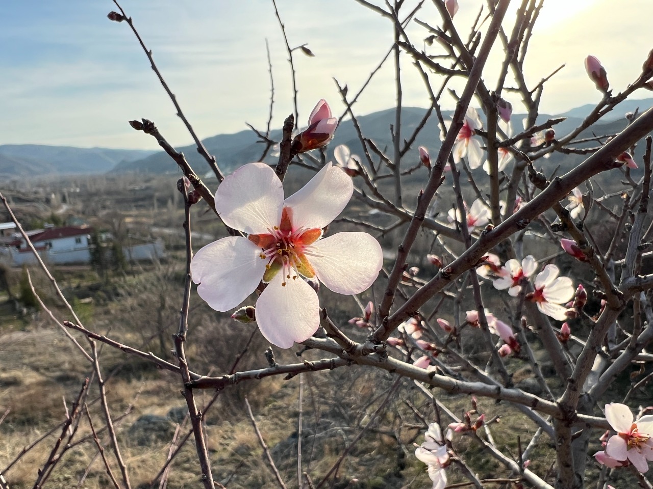 Prunus amygdalus