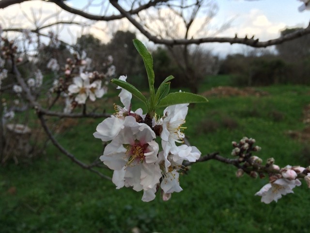 Prunus amygdalus