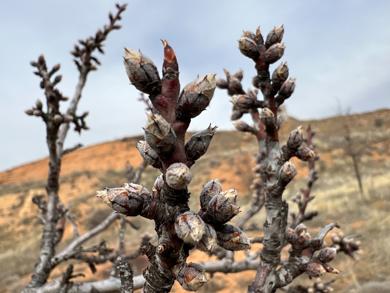 Prunus amygdalus