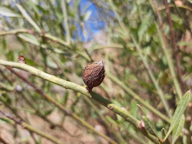 Prunus arabica