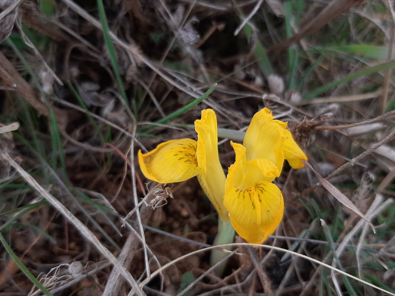 Iris danfordiae